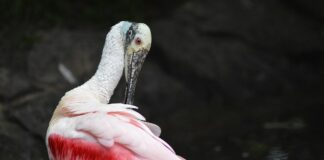 Jak Wygładzić pięty w domu?