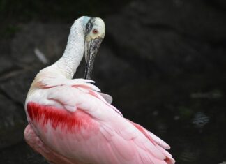 Jak Wygładzić pięty w domu? Jak Wygładzić pięty w domu?