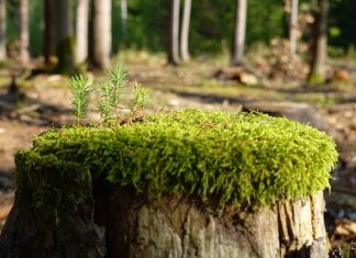 Jak szybko zregenerować pięty?