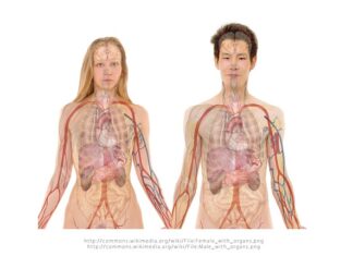 Co zamiast nerki? Co zamiast nerki?