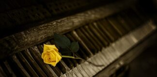 Jakie organy można oddać za życia?