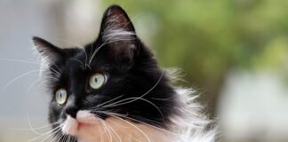 Jak zrobić strój Zorro?