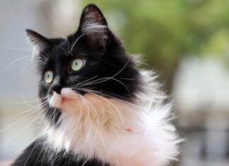 Jak zrobić strój Zorro? Jak zrobić strój Zorro?