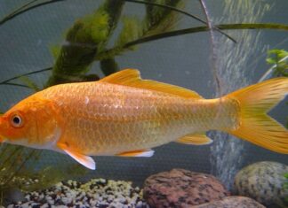 Czy da się zrobić Hybrydy bez lampy? Czy da się zrobić Hybrydy bez lampy?