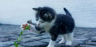 Jak kupować skarpety?