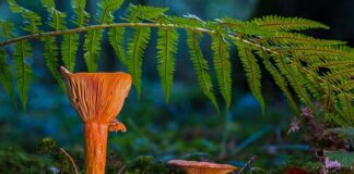 Gdzie wyrzucać kapsle od piwa?