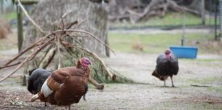 Jak pozbyć się zgrubień na stopach?