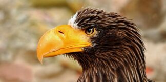 Ile czasu idzie się na Morskie Oko?