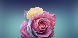 Czy róże można spryskać lakierem do włosów?