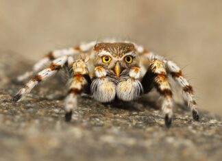 Jak rozpoznać podróbki skarpet Nike?