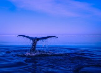 Z czego zrobić ogon lisa?