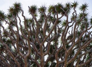 Po jakim czasie pojawiają się odrosty na paznokciach?