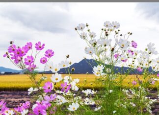 Co to jest kombajn kosmetyczny?