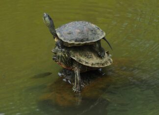 Co najlepiej nakładać na noc na twarz? Co najlepiej nakładać na noc na twarz?