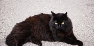 Czy skarpety z angory są ciepłe?