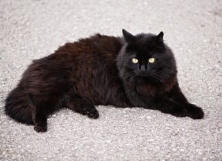 Czy skarpety z angory są ciepłe? Czy skarpety z angory są ciepłe?