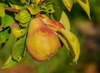 Jak długo trzymać Odżywkę Koloryzująca? Jak długo trzymać Odżywkę Koloryzująca?