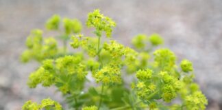 Jak się nosi stopki?