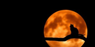 Jaka torebka do czarnej sukienki na wesele?