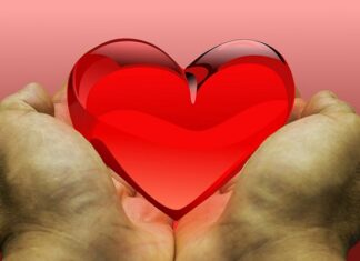 Czego nie można robić po oddaniu nerki? Czego nie można robić po oddaniu nerki?