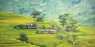 Jak długo żyje się po przeszczepie nerki?