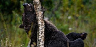 Jak pozbyć się swędzenia po goleniu miejsc intymnych?