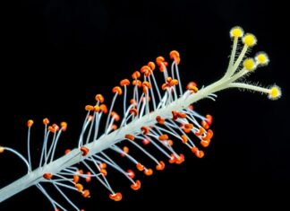 Czy Mleczko Cif wybiela?