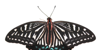 Czy usunięcie nerki to poważna operacja?