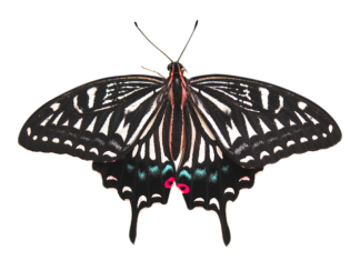 Czy usunięcie nerki to poważna operacja? Czy usunięcie nerki to poważna operacja?