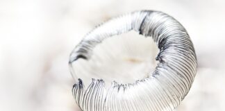 Jaki kolor kreski do piwnych oczu?