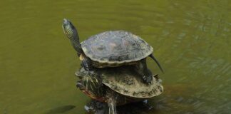 Jak prawidłowo nakładać korektor?